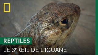 À quoi sert le 3e œil des iguanes ?