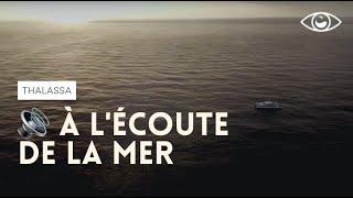 Ils posent des micros sous l'eau pour écouter les poissons