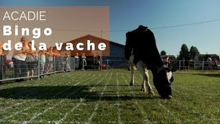 Acadie - Le bingo de la vache