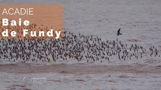 Documentaire Acadie – la baie de Fundy