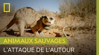 Attaque sournoise d’un autour sur une famille de suricates