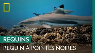 Auscultation d'un requin à pointes noires