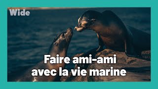 Documentaire Basse Californie ou la vie marine comme vous ne l’avez jamais vue