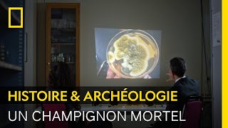 Ce champignon dans le tombeau de Toutankhamon aurait provoqué plusieurs morts