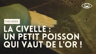 Ce poisson vaut de l'or