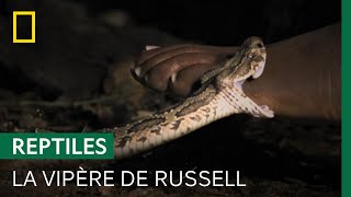 Documentaire Ce serpent spécialiste de l’embuscade est l’un des plus mortels au monde