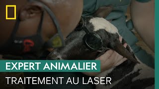 Documentaire Ce vétérinaire utilise un laser pour sauver le sabot d’une brebis