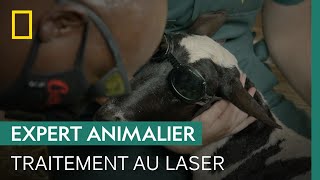Ce vétérinaire utilise un laser pour sauver le sabot d’une brebis