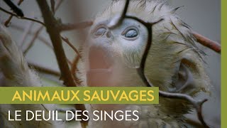 Ces singes semblent comprendre ce qu'est la mort