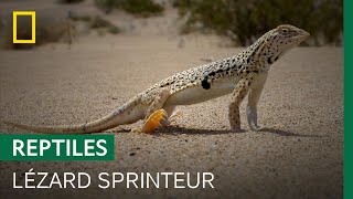 Documentaire Cet étonnant lézard a évolué pour survivre à la chaleur du désert