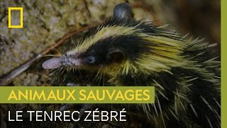 Cet étrange mammifère est le seul à communiquer grâce à ses piquants