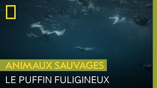 Cet oiseau utilise ses ailes comme des nageoires