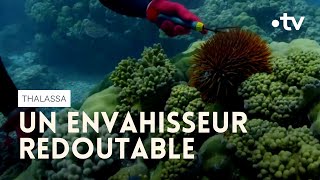 Cette étoile de mer ne laisse aucune chance au corail