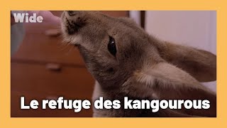 Documentaire Ceux qui recueillent les kangourous blessés