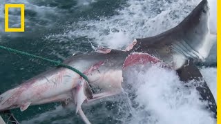 Chez le requin, le cannibalisme est plus courant qu'on ne le pense