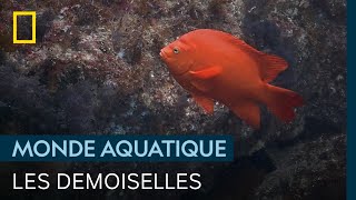 Chez les demoiselles garibaldis, c’est le mâle qui s’occupe des œufs