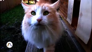 Documentaire Chien ou chat : quel est l’animal préféré des Français ?