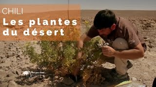 Chili - Les plantes du désert