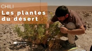Chili - Les plantes du désert