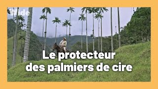 Colombie : la nurserie des palmiers de cire