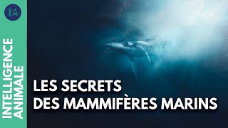 Documentaire Connaissez-vous vraiment les mammifères marins ?