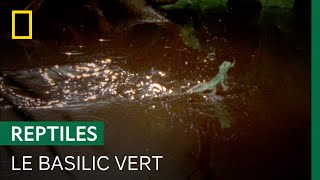 Documentaire Courir sur l’eau n’est pas un problème pour le basilic vert