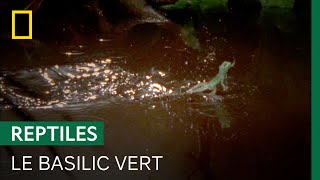 Courir sur l’eau n’est pas un problème pour le basilic vert