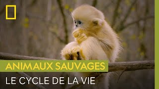 Documentaire Dans le cycle de la vie, chaque espèce a un rôle à jouer