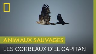 Des corbeaux luttent pour leur survie sur les parois d'El Capitan
