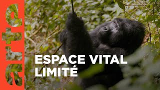 Documentaire Des gorilles dans la tourmente