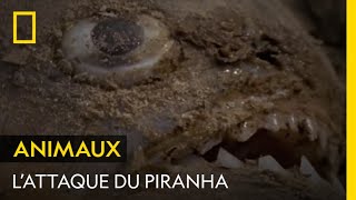 Des piranhas dévorent une proie