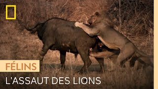 Deux lions s'attaquent à un buffle isolé