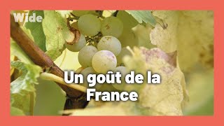 Documentaire Du raisin au verre : la production des vins d’Alsace