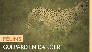 Entre lions et hyènes, la concurrence est rude pour les guépards