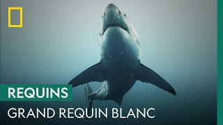 Documentaire Explications scientifiques sur les attaques de grands requins blancs