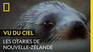 Documentaire Gros plan sur les otaries de Nouvelle-Zélande