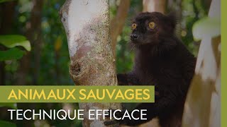 La surprenante technique de séduction des lémurs noirs