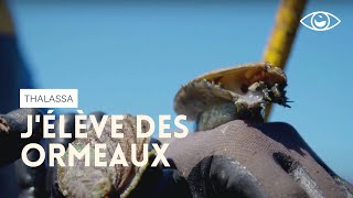 J'élève des ormeaux à Plouguerneau