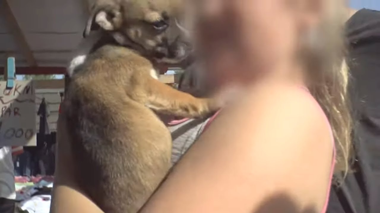 Documentaire La Hongrie au coeur du trafic de chiens en Europe