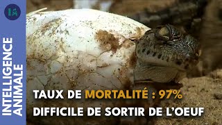 Documentaire La dure vie des bébés crocodiles