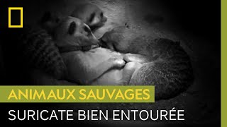 Documentaire La mise-bas mouvementée d’une femelle suricate