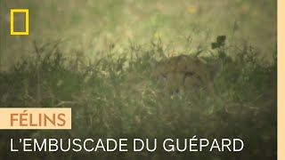 La patience du guépard, tapi dans les hautes herbes