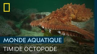 La pieuvre, spécialiste du camouflage aux 9 cerveaux