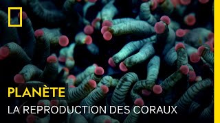 Documentaire La reproduction des coraux, un étrange spectacle