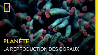 La reproduction des coraux, un étrange spectacle