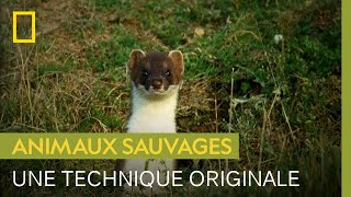 La technique de chasse hypnotisante et improbable de l'hermine