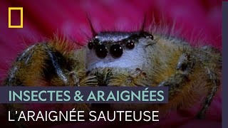La technique mortelle de l'araignée sauteuse : repérer, calculer, sauter et tuer