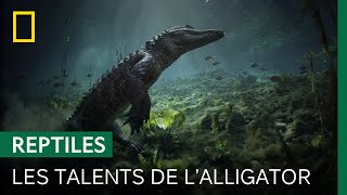 L'alligator, bâtisseur des étangs des Everglades