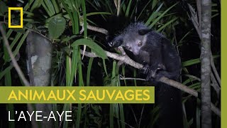 Documentaire L’aye-aye, un cousin du lémur qui alimente mythes et légendes