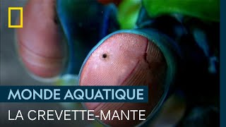Le Mohamed Ali des animaux n'est pas celui auquel vous pensez